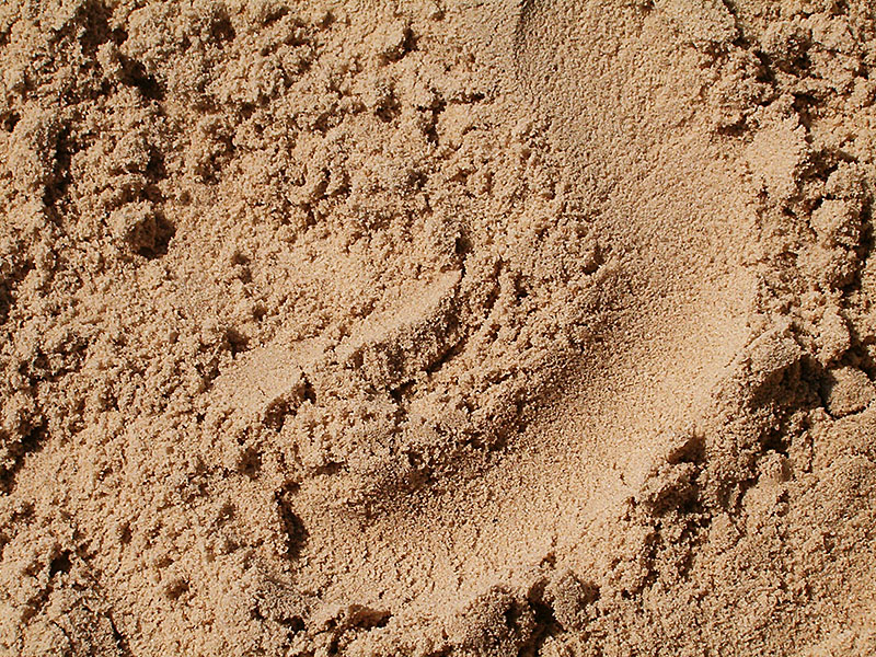 песок, песок санкт-петербург, песок петербург, песок спб, купить песок, продажа песка, доставка песка, песок речной, песок карьерный, песок крупнозернистый, песок крупный, песок кварцевый, речной песок, карьерный песок, кварцевый песок, доставка, с доставкой, доставка песка СПб, песок с доставкой, песок цена, Песок и щебень строительный спб, песок цена санкт-петербург, песок купить, песок и щебень продажа, песок санкт-петербург, песок спб, песок строительный, песок с доставкой спб и ленобласть, Песок строительный намывной, песок мытый, песок карьерный, песок карьерный купить, продажа намывного песка, строительный песок с доставкой, купить намывной песок, карьерный песок цена, песок для бетона купить с доставкой, супесь, песок на подсыпку, песок на поднятие участка, песок для засыпки болот, супесь с доставкой, продажа строительного песка, песок СПб, строительный песок СПб, намывной песок СПб, речной песок, морской песок, песок цена за куб, песок для строительных работ Приозерское и Ленинградское шоссе. Песок строительный, песок намывной, песок карьерный, песок карьерный купить, продажа намывного песка, Продажа песка с доставкой для дренажа, строительный песок с доставкой, купить намывной песок, карьерный песок цена, супесь, супесь с доставкой, продажа строительного песка, песок СПб, строительный песок СПб, намывной песок СПб, речной песок, морской песок, песок цена за куб, песок для строительных работ в Токсово, Всеволожск, Агалатово, Сертолово, Дранишники, Всеволожск, Грузино, Васкелово, Девяткино, Вартемяги, Мурино, Сарженка, Касимово. Песок строительный, песок намывной, песок карьерный, песок карьерный купить, продажа намывного песка, строительный песок с доставкой, купить намывной песок, карьерный песок цена, супесь, супесь с доставкой, продажа строительного песка, песок СПб, строительный песок СПб, намывной песок СПб, речной песок, морской песок, песок цена за куб, песок для строительных работ в Белоостров, Песочный, Левашово, Лисий Нос, Смолячково, Зеленогорск, Горская, Ольгино, Сестрорецк, Песочный, Солнечное, Репино, Комарово, Ушково. Песок строительный, песок для строительных работ в Мяглово, Романовка, Корнево, Коркино, Углово, Кировск, Шлиссельбург, Синявино, Назия, Молодцово, Манушкино, Дубровка, Разметелево. Песок для строительных работ в Огоньки, Решетниково, Ильичёво, Цвелодубово, Кавголово, Ольшаники, Мендсары, Юкки, Осиновая Роща, Парнас, Бугры, Лаврики. Купить продажа доставка Песка: Песок Речной, Песок Намывной, Песок Строительный, Песок Карьерный в спб и области: КУПИТЬ ПЕСОК С ДОСТАВКОЙ В Агалатово, Александровская, купить песок с доставкой Алексеевка, купить песок с доставкой Андрианово, купить песок с доставкой Анисимово, купить песок с доставкой Аннино, купить песок с доставкой Апраксин Бор, купить песок с доставкой Бегуницы, купить песок с доставкой Белоостров, купить песок с доставкой Большая Ижора, купить песок с доставкой Большие Коковичи, купить песок с доставкой Большие Колпаны, купить песок с доставкой Большие Сабицы, купить песок с доставкой Борисова Грива, купить песок с доставкой Бугры, купить песок с доставкой Будогощь, купить песок с доставкой Ваганово, купить песок с доставкой Васкелово, купить песок с доставкой Верево, купить песок с доставкой Вещево, купить песок с доставкой Владимировка, купить песок с доставкой Воейково, купить песок с доставкой Войсковицы, купить песок с доставкой Володарское, купить песок с доставкой Волосово, купить песок с доставкой Всеволожск, купить песок с доставкой Выборг, купить песок с доставкой Вырица, купить песок с доставкой Ганьково, купить песок с доставкой Гарболово, купить песок с доставкой Гатчина, купить песок с доставкой Глебычево, купить песок с доставкой Глобицы, купить песок с доставкой Гончарово, купить песок с доставкой Горбунки, купить песок с доставкой Гостилицы, купить песок с доставкой Елизаветино, купить песок с доставкой Ермилово, купить песок с доставкой Ефимовский, песок с доставкой Кикерино, купить песок с доставкой Кипень, купить песок с доставкой Кировск. Купить песок с доставкой Кобралово, купить песок с доставкой Колтуши, купить песок с доставкой Комарово, купить песок с доставкой Коммунар, купить песок с доставкой Копорье, купить песок с доставкой Коробицыно, купить песок с доставкой Красноармейское, купить песок с доставкой Красный Бор, купить песок с доставкой Курковицы, купить песок с доставкой Куровицы, купить песок с доставкой Лебяжье, купить песок с доставкой Ленинское, купить песок с доставкой Лесколово, , купить песок с доставкой Лукаши, , купить песок с доставкой Матокса, купить песок с доставкой Мга, купить песок с доставкой Мельниково, купить песок с доставкой Мерево, купить песок с доставкой Миницкая, купить песок с доставкой Михалево, купить песок с доставкой Мичуринское, купить песок с доставкой Мурино, купить песок с доставкой Никольское, купить песок с доставкой Новинка, купить песок с доставкой Девяткино, купить песок с доставкой Новолисино, купить песок с доставкой Новоселье, купить песок с доставкой Отрадное, купить песок с доставкой Павлово, купить песок с доставкой Первомайское, купить песок с доставкой Подпорожье, купить песок с доставкой Поляны, купить песок с доставкой Прибытково, купить песок с доставкой Приладожский, купить песок с доставкой Приморск, купить песок с доставкой Приозерск, купить песок с доставкой Пушное, купить песок с доставкой Разметелево, купить песок с доставкой Рахья, купить песок с доставкой Репино, купить песок с доставкой Ропша, купить песок с доставкой Рощино, купить песок с доставкой Русско-Высоцкое, купить песок с доставкой Саперное, купить песок с доставкой Саперный, купить песок с доставкой Сертолово, купить песок с доставкой Сиверский, купить песок с доставкой Синявино, купить песок с доставкой Солнечное, купить песок с доставкой Сосново, купить песок с доставкой Тайцы, купить песок с доставкой Тельмана, купить песок с доставкой Терпилицы, купить песок с доставкой Токсово, купить песок с доставкой Толмачево, купить песок с доставкой Торковичи, купить песок с доставкой Торосово, купить песок с доставкой Торошковичи, купить песок с доставкой Тосно, купить песок с доставкой Труфаново, купить песок с доставкой Тургошь, купить песок с доставкой Тушемля, купить песок с доставкой Усть-Луга, купить песок с доставкой Ульяновка, купить песок с доставкой Усадище, купить песок с доставкой Утишье, купить песок с доставкой Ушаки, купить песок с доставкой Ущевицы, купить песок с доставкой Фалилеево, купить песок с доставкой Федоровское, купить песок с доставкой Форносово, купить песок с доставкой Цвелодубово, купить песок с доставкой Черемыкино, купить песок с доставкой Шлиссельбург, купить песок с доставкой Юкки, купить песок с доставкой Янино. Песок Строительный, песок купить, песок продажа, песок с доставкой, Песок для строительных работ, песок карьерный намывной, песок карьерный сеяный, Песок с доставкой: Песок, песок купить, песок с доставкой Ленинградская область, Песок, песок купить, песок с доставкой Волосово(Волосовский район), Песок, песок купить, песок с доставкой Всеволожск(Всеволожский район), Песок, песок купить, песок с доставкой Выборг(Выборгский район), Песок, песок купить, песок с доставкой Гатчина(Гатчинский район), Песок, песок купить, песок с доставкой Кировск(Кировский район), Песок, песок купить, песок с доставкой Ломоносов(Ломоносовский район), Песок, песок купить, песок с доставкой Приозерск(Приозерский район), Песок, песок купить, песок с доставкой Тосно(Тосненский район), Песок, песок купить, песок с доставкой Колпино(Колпинский район), Песок, песок купить, песок с доставкой Шушары, Песок, песок купить, песок с доставкой Пушкин(Пушкинский район), Песок, песок купить, песок с доставкой Царское Село, Песок, песок купить, песок с доставкой Петродворец (Петергоф), Песок, песок купить, песок с доставкой Сестрорецк, Песок, песок купить, песок с доставкой Зеленогорск, Песок, песок купить, песок с доставкой Ивангород, Песок, песок купить, песок с доставкой Шлиссельбург, Песок, песок купить, песок с доставкой Кронштадт, Песок, песок купить, песок с доставкой Сертолово, Песок, песок купить, песок с доставкой Стрельна, Песок, песок купить, песок с доставкой Павловск, Песок, песок купить, песок с доставкой Красное село, Песок, песок купить, песок с доставкой Парголово, Песок, песок купить, песок с доставкой Парнас, Песок, песок купить, песок с доставкой СПб, Песок Карьерный в спб и области: Купить песок с доставкой в Трубников Бор, Купить песок с доставкой в Удальцово, купить песок с доставкой в Грузино, купить песок с доставкой в Хиттолво, песок с доставкой в Солнечное, купить песок в Солнечное, продажа песка в Солнечном, песок с доставкой в Песочное, купить песок с доставкой в Агалатово, Куплю Песок с доставкой в Александровскую, купить песок с доставкой Алексеевка, купить песок с доставкой Андрианово, купить песок с доставкой Анисимово, купить песок с доставкой Аннино, купить песок с доставкой Апраксин Бор, купить песок с доставкой Бегуницы, купить песок с доставкой Белоостров, купить песок с доставкой Большая Ижора, купить песок с доставкой Большие Коковичи, купить песок с доставкой Большие Колпаны, купить песок с доставкой Большие Сабицы, купить песок с доставкой Борисова Грива, купить песок с доставкой Бугры, купить песок с доставкой Будогощь, купить песок с доставкой Ваганово, купить песок с доставкой в Юкки, купить песок с доставкой Васкелово, купить песок с доставкой Верево, купить песок с доставкой Вещево, купить песок с доставкой Владимировка, купить песок с доставкой Воейково, купить песок с доставкой Войсковицы, купить песок с доставкой Володарское, купить песок с доставкой в Мендсары, купить песок с доставкой Волосово, купить песок с доставкой Всеволожск, купить песок с доставкой Выборг, купить песок с доставкой Вырица, Купить песок в Павлово, Купить песок в Тайцах, Купить песок в Щеглово, Купить песок в Токсово, Купить песок в Романовке, Купить песок в Мурино, Купить песок в Кузьмолово, песок строительный, песок карьерный в спб и области: купить песок с доставкой в Агалатово, куплю песок с доставкой Александровская, купить песок с доставкой Алексеевка, купить песок с доставкой Алеховщина, купить песок с доставкой Андреево, купить песок с доставкой Андреевщина, купить песок с доставкой Андрианово, купить песок с доставкой Андронниково, купить песок с доставкой Анисимово, купить песок с доставкой Аннино, купить песок с доставкой Апраксин Бор, купить песок с доставкой Бабино, купить песок с доставкой Бегуницы, купить песок с доставкой Белогорка, купить песок с доставкой Белое, купить песок с доставкой Белоостров, купить песок с доставкой Бережки, купить песок с доставкой Березовик, купить песок с доставкой Беседа, купить песок с доставкой Бокситогорск, купить песок с доставкой Большая Вруда, купить песок с доставкой Большая Ижора, купить песок с доставкой Большая Пустомержа, купить песок с доставкой Большие Коковичи, купить песок с доставкой Большие Колпаны, купить песок с доставкой Большие Сабицы, купить песок с доставкой Большое Жабино, купить песок с доставкой Большое Куземкино, купить песок с доставкой Большое Ондрово, купить песок с доставкой Большой Двор, купить песок с доставкой Бор, купить песок с доставкой Борисова Грива, купить песок с доставкой Бугры, купить песок с доставкой Будогощь, купить песок с доставкой Ваганово, купить песок с доставкой Важины, купить песок с доставкой Васкелово, Васьково, купить песок с доставкой Веймарн, купить песок с доставкой Великий Двор, купить песок с доставкой Верево, купить песок с доставкой Вещево, купить песок с доставкой Винницы, купить песок с доставкой Вистино, купить песок с доставкой Владимировка, купить песок с доставкой Воейково, купить песок с доставкой Вознесенье, купить песок с доставкой Возрождение, купить песок с доставкой Войсковицы, купить песок с доставкой Войскорово, купить песок с доставкой Володарское, купить песок с доставкой Волосово, купить песок с доставкой Волочаевка, купить песок с доставкой Волхов, купить песок с доставкой Вруда, купить песок с доставкой Всеволожск, купить песок с доставкой Выборг, купить песок с доставкой Вырица, купить песок с доставкой Выскатка, купить песок с доставкой Высоцк, купить песок с доставкой Ганьково, купить песок с доставкой Гарболово, купить песок с доставкой Гатчина, купить песок с доставкой Гладкое, купить песок с доставкой Глажево, купить песок с доставкой Глебычево, купить песок с доставкой Глобицы, купить песок с доставкой Гончарово,купить песок с доставкой Горбунки, купить песок с доставкой Горка, купить песок с доставкой Городец, купить песок с доставкой Городище, купить песок с доставкой Горьковское, купить песок с доставкой Гостилицы, купить песок с доставкой Гостинополье, купить песок с доставкой Гостицы, купить песок с доставкой Гремячево, купить песок с доставкой Громово, купить песок с доставкой Дивенская, купить песок с доставкой Доможирово,купить песок с доставкой Дружная Горка, купить песок с доставкой Дубровка, купить песок с доставкой Елизаветино, купить песок с доставкой Ермилово, купить песок с доставкой Ефимовский, купить песок с доставкой Ефремково, купить песок с доставкой Житково, купить песок с доставкой Журавлево, купить песок с доставкой Забелино, купить песок с доставкой Заборье, купить песок с доставкой Заголодно, купить песок с доставкой Загривье, купить песок с доставкой Загубье, купить песок с доставкой Зайцево, купить песок с доставкой Запорожское, купить песок с доставкой Заручье, купить песок с доставкой Захонье, купить песок с доставкой Зеленец, купить песок с доставкой Зимитицы, купить песок с доставкой Ивангород, купить песок с доставкой Ивановское, купить песок с доставкой Игнатовское, купить песок с доставкой Извара, купить песок с доставкой Ильжо, купить песок с доставкой Ильичево, купить песок с доставкой Исаково, Иссад, купить песок с доставкой Казыченская, купить песок с доставкой Калитино, купить песок с доставкой Каменка, купить песок с доставкой Каменногорск, купить песок с доставкой Кармановская, купить песок с доставкой Карташевская, купить песок с доставкой Керстово, купить песок с доставкой Кикерино, купить песок с доставкой Кингисепп, купить песок с доставкой Кипень, купить песок с доставкой Кипрушино, купить песок с доставкой Кириши, купить песок с доставкой Кировск, купить песок с доставкой Кирпичное, купить песок с доставкой Кисельня, купить песок с доставкой Климово, купить песок с доставкой Клопицы, купить песок с доставкой Кобона, купить песок с доставкой Кобралово, купить песок с доставкой Кобринское, купить песок с доставкой Коваши, купить песок с доставкой Коли, купить песок с доставкой Колтуши, купить песок с доставкой Колчаново, купить песок с доставкой Комарово, купить песок с доставкой Коммунар, купить песок с доставкой Коммунары, купить песок с доставкой Кондратьево, купить песок с доставкой Копорье, купить песок с доставкой Коркино, купить песок с доставкой Коробицыно, купить песок с доставкой Коськово, купить песок с доставкой Котлы, купить песок с доставкой Кошкино, купить песок с доставкой Краколье, купить песок с доставкой Красава, купить песок с доставкой Красноармейское, купить песок с доставкой Красноозерное, купить песок с доставкой Красносельское, купить песок с доставкой Красные Горы. купить, продажа, доставка, поставки, с доставкой. песок речной, песок намывной, песок строительный, песок карьерный в спб и области: купить песок с доставкой в Агалатово, куплю песок с доставкой Александровская, купить песок с доставкой Алексеевка, купить песок с доставкой Алеховщина, купить песок с доставкой Андреево, купить песок с доставкой Андреевщина, купить песок с доставкой Андрианово, купить песок с доставкой Андронниково, купить песок с доставкой Анисимово, купить песок с доставкой Аннино, купить песок с доставкой Апраксин Бор, купить песок с доставкой Бабино, купить песок с доставкой Бегуницы, купить песок с доставкой Белогорка, купить песок с доставкой Белое, купить песок с доставкой Белоостров, купить песок с доставкой Бережки, купить песок с доставкой Березовик, купить песок с доставкой Беседа, купить песок с доставкой Бокситогорск, купить песок с доставкой Большая Вруда, купить песок с доставкой Большая Ижора, купить песок с доставкой Большая Пустомержа, купить песок с доставкой Большие Коковичи, купить песок с доставкой Большие Колпаны, купить песок с доставкой Большие Сабицы, купить песок с доставкой Большое Жабино, купить песок с доставкой Большое Куземкино, купить песок с доставкой Большое Ондрово, купить песок с доставкой Большой Двор, купить песок с доставкой Бор, купить песок с доставкой Борисова Грива, купить песок с доставкой Бугры, купить песок с доставкой Будогощь, купить песок с доставкой Ваганово, купить песок с доставкой Важины, купить песок с доставкой Васкелово, Васьково, купить песок с доставкой Веймарн, купить песок с доставкой Великий Двор, купить песок с доставкой Верево, купить песок с доставкой Вещево, купить песок с доставкой Винницы, купить песок с доставкой Вистино, купить песок с доставкой Владимировка, купить песок с доставкой Воейково, купить песок с доставкой Вознесенье, купить песок с доставкой Возрождение, купить песок с доставкой Войсковицы, купить песок с доставкой Войскорово, купить песок с доставкой Володарское, купить песок с доставкой Волосово, купить песок с доставкой Волочаевка, купить песок с доставкой Волхов, купить песок с доставкой Вруда, купить песок с доставкой Всеволожск, купить песок с доставкой Выборг, купить песок с доставкой Вырица, купить песок с доставкой Выскатка, купить песок с доставкой Высоцк, купить песок с доставкой Ганьково, купить песок с доставкой Гарболово, купить песок с доставкой Гатчина, купить песок с доставкой Гладкое, купить песок с доставкой Глажево, купить песок с доставкой Глебычево, купить песок с доставкой Глобицы, купить песок с доставкой Гончарово,купить песок с доставкой Горбунки, купить песок с доставкой Горка, купить песок с доставкой Городец, купить песок с доставкой Городище, купить песок с доставкой Горьковское, купить песок с доставкой Гостилицы, купить песок с доставкой Гостинополье, купить песок с доставкой Гостицы, купить песок с доставкой Гремячево, купить песок с доставкой Громово, купить песок с доставкой Дивенская, купить песок с доставкой Доможирово,купить песок с доставкой Дружная Горка, купить песок с доставкой Дубровка, купить песок с доставкой Елизаветино, купить песок с доставкой Ермилово, купить песок с доставкой Ефимовский, купить песок с доставкой Ефремково, купить песок с доставкой Житково, купить песок с доставкой Журавлево, купить песок с доставкой Забелино, купить песок с доставкой Заборье, купить песок с доставкой Заголодно, купить песок с доставкой Загривье, купить песок с доставкой Загубье, купить песок с доставкой Зайцево, купить песок с доставкой Запорожское, купить песок с доставкой Заручье, купить песок с доставкой Захонье, купить песок с доставкой Зеленец, купить песок с доставкой Зимитицы, купить песок с доставкой Ивангород, купить песок с доставкой Ивановское, купить песок с доставкой Игнатовское, купить песок с доставкой Извара, купить песок с доставкой Ильжо, купить песок с доставкой Ильичево, купить песок с доставкой Исаково, Иссад, купить песок с доставкой Казыченская, купить песок с доставкой Калитино, купить песок с доставкой Каменка, купить песок с доставкой Каменногорск, купить песок с доставкой Кармановская, купить песок с доставкой Карташевская, купить песок с доставкой Керстово, купить песок с доставкой Кикерино, купить песок с доставкой Кингисепп, купить песок с доставкой Кипень, купить песок с доставкой Кипрушино, купить песок с доставкой Кириши, купить песок с доставкой Кировск, купить песок с доставкой Кирпичное, купить песок с доставкой Кисельня, купить песок с доставкой Климово, купить песок с доставкой Клопицы, купить песок с доставкой Кобона, купить песок с доставкой Кобралово, купить песок с доставкой Кобринское, купить песок с доставкой Коваши, купить песок с доставкой Коли, купить песок с доставкой Колтуши, купить песок с доставкой Колчаново, купить песок с доставкой Комарово, купить песок с доставкой Коммунар, купить песок с доставкой Коммунары, купить песок с доставкой Кондратьево, купить песок с доставкой Копорье, купить песок с доставкой Коркино, купить песок с доставкой Коробицыно, купить песок с доставкой Коськово, купить песок с доставкой Котлы, купить песок с доставкой Кошкино, купить песок с доставкой Краколье, купить песок с доставкой Красава, купить песок с доставкой Красноармейское, купить песок с доставкой Красноозерное, купить песок с доставкой Красносельское, купить песок с доставкой Красные Горы. Продажа Купить Доставка Песка. Песок карьерный, речной, намывной, морской: Песок карьерный от 360 руб/м3 Песок намывной от 430 руб/м3 Песок морской от 530 руб/м3 Песок речной от 460 руб/м3. Песок Речной, Песок Намывной, Песок Строительный, Песок Карьерный в спб и области: купить с доставкой В Агалатово, продажа песка с доставкой Александровская, купить песок с доставкой Анисимово, купить песок с доставкой Аннино, купить песок с доставкой Апраксин Бор, купить песок с доставкой Бегуницы, купить песок с доставкой Белое, купить песок с доставкой Белоостров, купить песок с доставкой Беседа, купить песок с доставкой Бокситогорск, купить песок с доставкой Большая Вруда, купить песок с доставкой в Большую Ижору, купить песок с доставкой Большая Пустомержа, купить песок с доставкой Большие Коковичи, купить песок с доставкой Большие Колпаны, купить песок с доставкой Большое Ондрово, купить песок с доставкой Большой Двор, купить песок с доставкой Бор, купить песок с доставкой Борисова Грива, купить песок с доставкой Бугры, купить песок с доставкой Будогощь, купить песок с доставкой Ваганово, купить песок с доставкой Важины, купить песок с доставкой Васкелово, купить песок с доставкой Верево, купить песок с доставкой Вещево, купить песок с доставкой Владимировка, купить песок с доставкой Воейково, купить песок с доставкой Вознесенье, купить песок с доставкой Возрождение, купить песок с доставкой Войсковицы, купить песок с доставкой Войскорово, купить песок с доставкой Володарское, купить песок с доставкой Волосово, купить песок с доставкой Волочаевка, купить песок с доставкой Волхов, купить песок с доставкой Вруда, купить песок с доставкой Всеволожск, купить песок с доставкой Выборг, купить песок с доставкой Вырица, купить песок с доставкой Ганьково, купить песок с доставкой Гарболово, купить песок с доставкой Гатчина, купить песок с доставкой Гладкое, купить песок с доставкой Глажево, купить песок с доставкой Глебычево, купить песок с доставкой Глобицы, купить песок с доставкой Гончарово,купить песок с доставкой Горбунки, купить песок с доставкой Горка, купить песок с доставкой Городец, купить песок с доставкой Городище, купить песок с доставкой Горьковское, купить песок с доставкой Гостилицы, купить песок с доставкой Гостинополье, купить песок с доставкой Гостицы, купить песок с доставкой Гремячево, купить песок с доставкой Громово, купить песок с доставкой Дивенская, купить песок с доставкой Доможирово,купить песок с доставкой Дружная Горка, купить песок с доставкой Дубровка, купить песок с доставкой Елизаветино, купить песок с доставкой Ермилово, купить песок с доставкой Ефимовский, купить песок с доставкой Ефремково, купить песок с доставкой Житково, купить песок с доставкой Зайцево, купить песок с доставкой Запорожское, купить песок с доставкой Захонье, купить песок с доставкой Зеленец, купить песок с доставкой Зимитицы, купить песок с доставкой Ильжо, купить песок с доставкой Ильичево, купить песок с доставкой Карташевская, купить песок с доставкой Керстово, купить песок с доставкой Кикерино, купить песок с доставкой Кингисепп, купить песок с доставкой Кипень, купить песок с доставкой Кировск, купить песок с доставкой Кирпичное, купить песок с доставкой Кисельня, купить песок с доставкой Климово, купить песок с доставкой Клопицы, купить песок с доставкой Кобона, купить песок с доставкой Кобралово, купить песок с доставкой Кобринское, купить песок с доставкой Коваши, купить песок с доставкой Коли, купить песок с доставкой Колтуши, купить песок с доставкой Колчаново, купить песок с доставкой Комарово, купить песок с доставкой Коммунар, купить песок с доставкой Коммунары, купить песок с доставкой Кондратьево, купить песок с доставкой Копорье, купить песок с доставкой Коркино, купить песок с доставкой Коробицыно, купить песок с доставкой Коськово, купить песок с доставкой Котлы, купить песок с доставкой Кошкино, купить песок с доставкой Краколье, купить песок с доставкой Красава, купить песок с доставкой Красноармейское, купить песок с доставкой Красноозерное, купить песок с доставкой Красносельское, купить песок с доставкой Красные Горы, купить песок с доставкой Красный Бор, купить песок с доставкой Красный Маяк, купить песок с доставкой Кривко, купить песок с доставкой Кузнечное, купить песок с доставкой Кузра, купить песок с доставкой Кузьмоловский, купить песок с доставкой Куйвози, купить песок с доставкой Кукуй, купить песок с доставкой Курба, купить песок с доставкой Курковицы, купить песок с доставкой Куровицы, купить песок с доставкой , купить песок с доставкой Ларионово, купить песок с доставкой Лебяжье, купить песок с доставкой Ленинское, купить песок с доставкой Лесколово, купить песок с доставкой Лесогорский, купить песок с доставкой Лесозавод, купить песок с доставкой Липная Горка, купить песок с доставкой Лисий Нос, купить песок с доставкой Лопухинка, купить песок с доставкой Лосево, Луга, купить песок с доставкой Лукаши, купить песок с доставкой Лукинская, купить песок с доставкой Любань, купить песок с доставкой Манихино, купить песок с доставкой Матокса, купить песок с доставкой Мга, купить песок с доставкой Мелегежская Горка, купить песок с доставкой Мельниково, купить песок с доставкой Мерево, купить песок с доставкой Миницкая, купить песок с доставкой Михалево, купить песок с доставкой Мичуринское, купить песок с доставкой Молодежное, купить песок с доставкой Монастырек, купить песок с доставкой Мотохово, купить песок с доставкой Мурино, купить песок с доставкой Наволок, купить песок с доставкой Надкопанье, купить песок с доставкой Надпорожье, купить песок с доставкой Назия, купить песок с доставкой Нежново, купить песок с доставкой Низино, купить песок с доставкой Николаевское, купить песок с доставкой Николаевщина, купить песок с доставкой Никольское, купить песок с доставкой Никольское, купить песок с доставкой Новая Ладога, купить песок с доставкой Новинка, купить песок с доставкой Новое Девяткино, купить песок с доставкой Новолисино, купить песок с доставкой Новоселье, купить песок с доставкой Новый Свет, купить песок с доставкой Озерево, купить песок с доставкой Окулово, купить песок с доставкой Оломна, купить песок с доставкой Ополье, купить песок с доставкой Оредеж, купить песок с доставкой Островно, купить песок с доставкой Осьмино, купить песок с доставкой Отрадное, купить песок с доставкой Павлово, купить песок с доставкой Паша, купить песок с доставкой Пашозеро, купить песок с доставкой Пельгора, купить песок с доставкой Первомайское, купить песок с доставкой Пески, купить песок с доставкой Петровское, купить песок с доставкой Пехенец, купить песок с доставкой Печково, купить песок с доставкой Пикалёво, купить песок с доставкой Пирозеро, купить песок с доставкой Плодовое, купить песок с доставкой Плоское, купить песок с доставкой Победа, купить песок с доставкой Подборовье, купить песок с доставкой Поддубье, купить песок с доставкой Подпорожье, купить песок с доставкой Поляны, купить песок с доставкой Приладожский, купить песок с доставкой Приморск, купить песок с доставкой Приозерск, купить песок с доставкой Пудомяги, купить песок с доставкой Пудость, купить песок с доставкой Семрино, купить песок с доставкой Серебрянка, купить песок с доставкой Сертолово, купить песок с доставкой Сиверский, купить песок с доставкой Сидорово, купить песок с доставкой Синявино, купить песок с доставкой Путилово, купить песок с доставкой Пушное, купить песок с доставкой Пяхта, купить песок с доставкой Рабитицы, купить песок с доставкой Радогощь, купить песок с доставкой Радофинниково, купить песок с доставкой Раздолье, купить песок с доставкой Разметелево, купить песок с доставкой Рапполово, купить песок с доставкой Ратница, купить песок с доставкой Рахья, купить песок с доставкой Рель, купить песок с доставкой Репино, купить песок с доставкой Решетниково, купить песок с доставкой Рождествено, купить песок с доставкой Романовка, купить песок с доставкой Ромашки, купить песок с доставкой Ропша, купить песок с доставкой Рощино, купить песок с доставкой Русско-Высоцкое, купить песок с доставкой Рыбежно, купить песок с доставкой Рябово, купить песок с доставкой Сабск, купить песок с доставкой Самро, купить песок с доставкой Саперное, купить песок с доставкой Саперный, купить песок с доставкой Сарка, купить песок с доставкой Сарожа, купить песок с доставкой Светогорск, купить песок с доставкой Свирица, купить песок с доставкой Свирьстрой, купить песок с доставкой Севастьяново, купить песок с доставкой Сегла, купить песок с доставкой Селезнево, купить песок с доставкой Селиваново, купить песок с доставкой Сельцо, купить песок с доставкой Семрино, купить песок с доставкой Серебрянка, купить песок с доставкой Сертолово, купить песок с доставкой Сиверский, купить песок с доставкой Сидорово, купить песок с доставкой Синявино, купить песок с доставкой Соболевщина, купить песок с доставкой Советский, купить песок с доставкой Соколинское, купить песок с доставкой Солнечное, купить песок с доставкой Сологубовка, купить песок с доставкой Сомино, купить песок с доставкой Сорзуй, купить песок с доставкой Сосново, купить песок с доставкой Сосновый Бор, Спирово, купить песок с доставкой Среднее Село, купить песок с доставкой Старая Ладога, купить песок с доставкой Старая Малукса, купить песок с доставкой Старая Слобода, купить песок с доставкой Старополье, купить песок с доставкой Старосиверская, купить песок с доставкой Суйда, купить песок с доставкой Сумино, купить песок с доставкой Сусанино, купить песок с доставкой Суходолье, купить песок с доставкой Сухое, купить песок с доставкой Сяберо, купить песок с доставкой Сясьстрой, купить песок с доставкой Тайцы, купить песок с доставкой Тарасово, купить песок с доставкой Тельмана, купить песок с доставкой Тервеничи, купить песок с доставкой Терпилицы, купить песок с доставкой Тихвин, купить песок с доставкой Токарево, купить песок с доставкой Токари, купить песок с доставкой Токсово, купить песок с доставкой Толмачево, купить песок с доставкой Торковичи, купить песок с доставкой Торосово, купить песок с доставкой Торошковичи, купить песок с доставкой Тосно, купить песок с доставкой Труфаново, купить песок с доставкой Тургошь, купить песок с доставкой Тушемля, купить песок с доставкой Усть – луга, купить песок с доставкой Ульяновка, купить песок с доставкой Усадище, купить песок с доставкой Утишье, купить песок с доставкой Ушаки, купить песок с доставкой Ущевицы, купить песок с доставкой Фалилеево, купить песок с доставкой Федоровское, купить песок с доставкой Форносово, купить песок с доставкой Хвалово, купить песок с доставкой Хотнежа, купить песок с доставкой Цвелодубово, купить песок с доставкой Цвылево, купить песок с доставкой Часовенское, купить песок с доставкой Чаща, купить песок с доставкой Чемихино, купить песок с доставкой Черкасово. купить песок с доставкой Черемыкино, купить песок с доставкой Чолово, купить песок с доставкой Шалово, купить песок с доставкой Шамокша, купить песок с доставкой Шапша, купить песок с доставкой Шеменичи, купить песок с доставкой Шепелево, купить песок с доставкой Шлиссельбург, купить песок с доставкой Шпаньково, купить песок с доставкой Шум, купить песок с доставкой Щеглово, купить песок с доставкой Юкки, купить песок с доставкой Яблоницы, купить песок с доставкой Яльгелево, купить песок с доставкой Янино, купить песок с доставкой Юкки. Песок строительный, песок намывной, песок карьерный, песок карьерный купить, продажа намывного песка, строительный песок с доставкой, купить намывной песок, карьерный песок цена, супесь, супесь купить.